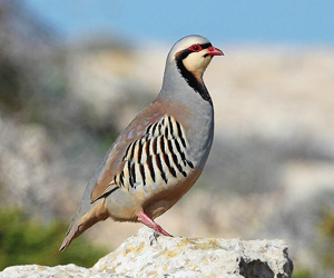 Хахилаг (Эрээнхавирга хахилаг)